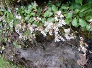 5.5.06 Eagle Creek 051 